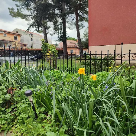Lilium * Izola